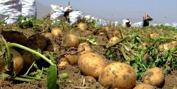هیأتی‌ها با خرید ۳۳ تن سیب‌زمینی به کمک کشاورز اهل سنت بیجاری آمدند
