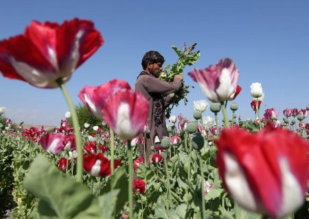 افغانستان سلطان تریاک جهان؛ آیا طالبان گاو شیر‌دهِ «غیر اسلامی» خود را ذبح می‌کند؟