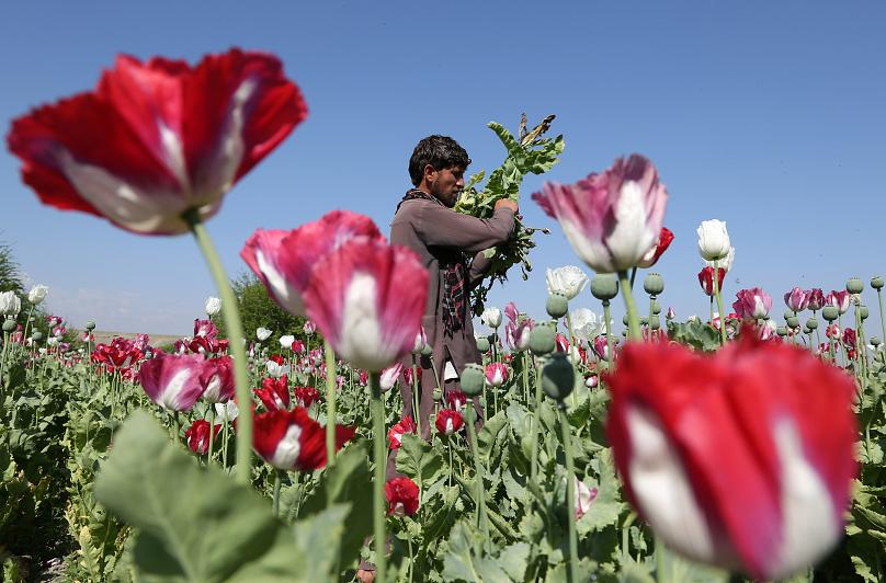 افغانستان سلطان تریاک جهان؛ آیا طالبان گاو شیر‌دهِ «غیر اسلامی» خود را ذبح می‌کند؟