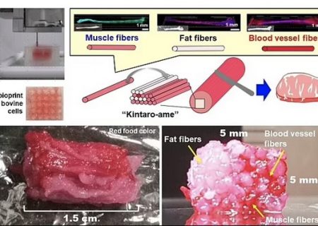 آیا گوشت تولید شده از سلول‌های بنیادین حلال است؟