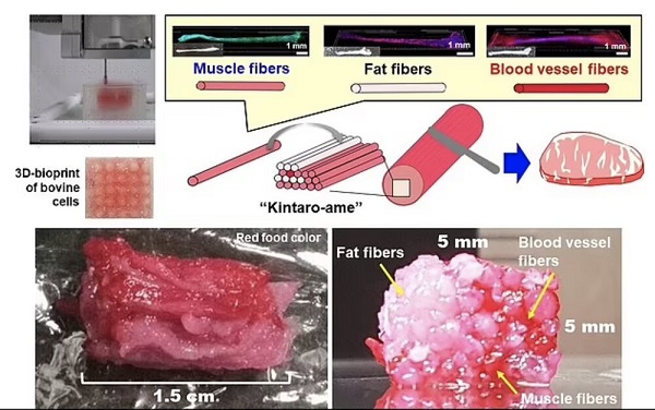 آیا گوشت تولید شده از سلول‌های بنیادین حلال است؟