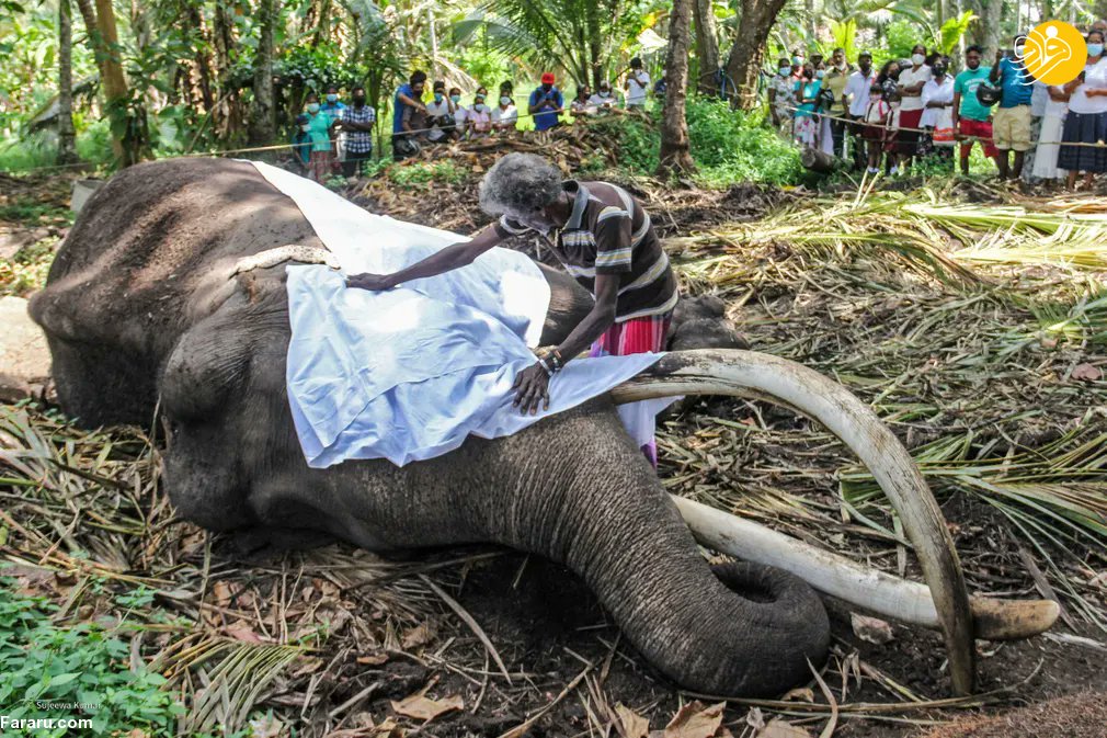 سریلانکا سوگوار مرگ مقدس‌ترین فیل + تصاویر