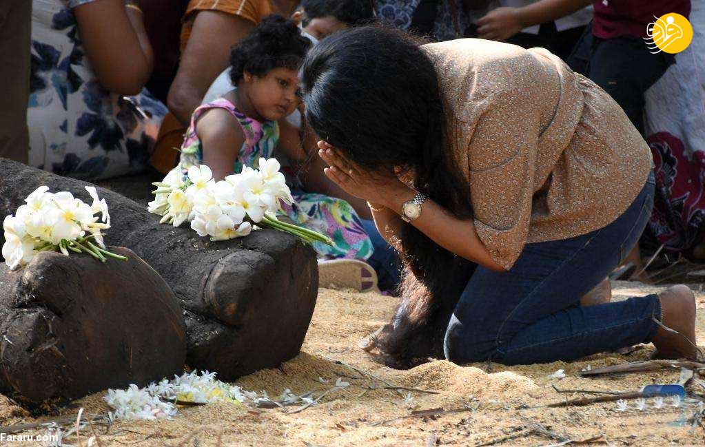 مرگ فیل در سریلانکا