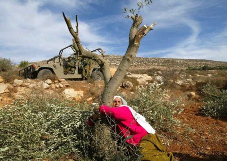 زمین خواری بزرگ اسرائیل در پوشش درختکاری / صهیونیست‌های بی‌ریشه به فکر ریشه دواندن در اراضی فلسطینیان افتادند!