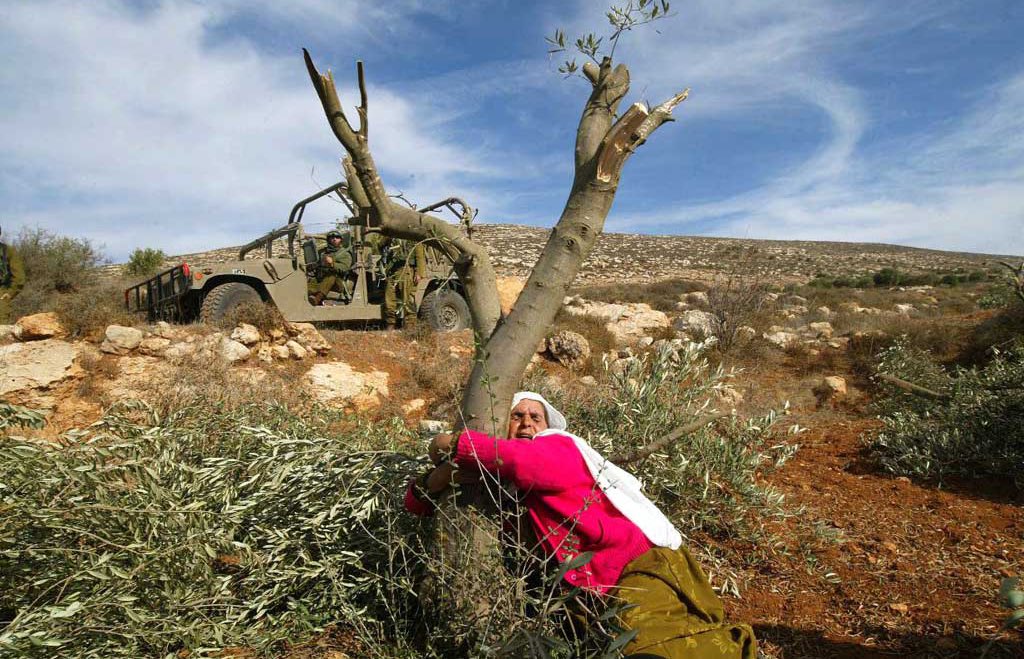 زمین خواری بزرگ اسرائیل در پوشش درختکاری / صهیونیست‌های بی‌ریشه به فکر ریشه دواندن در اراضی فلسطینیان افتادند!