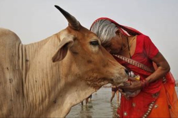 یک مرد مسلمان در هند به دلیل حمل گوشت گاو توسط هندوها کشته شد!