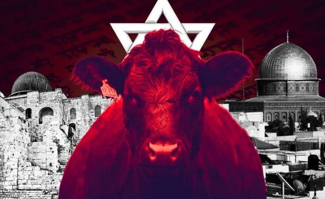 ماجرای گاو سرخ یهود چیست؟